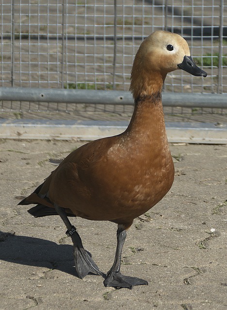 但未能在关